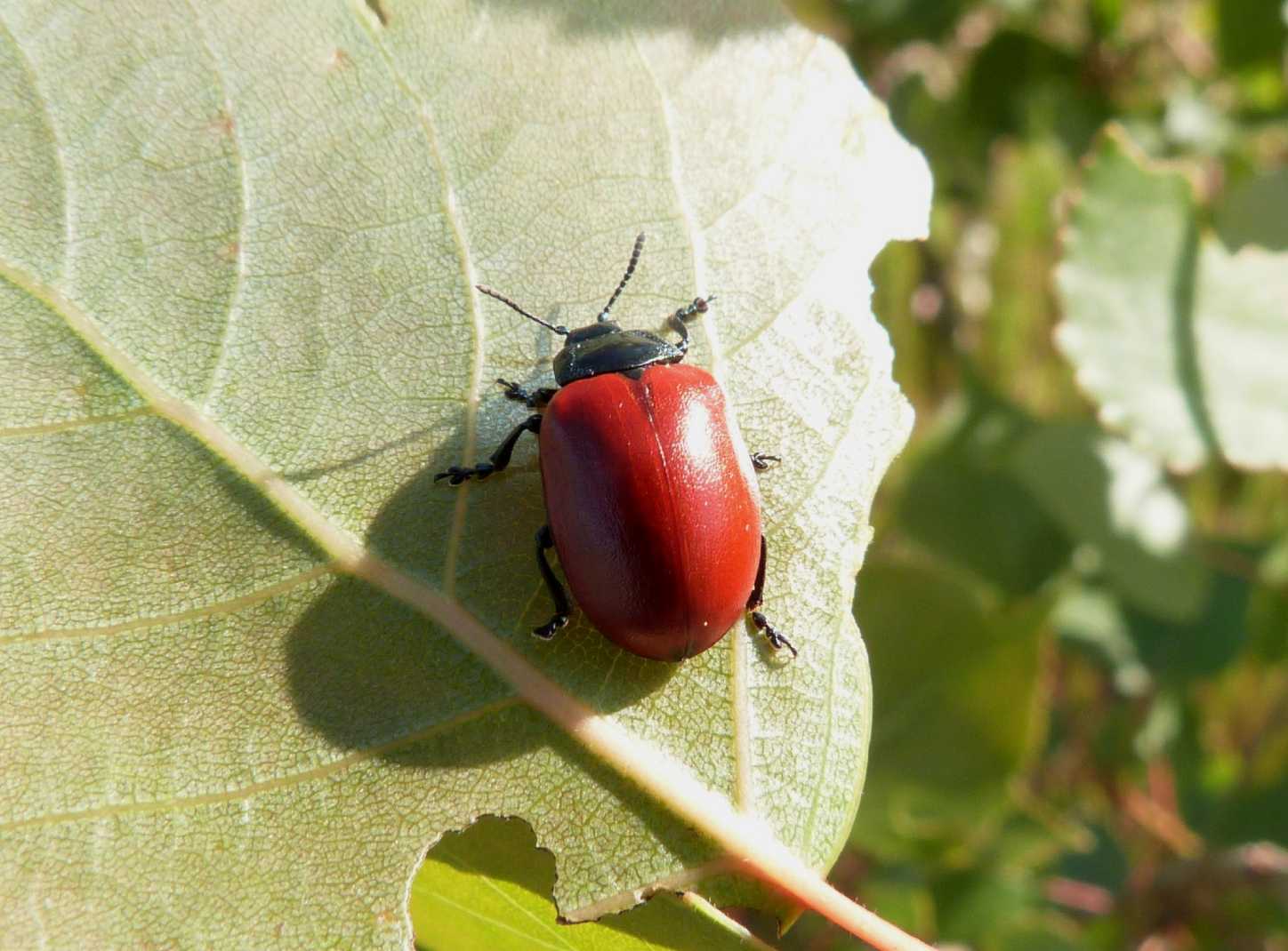 Chrysomela populi: la grande abbuffata